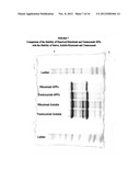 Spherical Protein Particles and Methods of Making and Using Them diagram and image