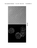 FUNCTIONALIZED CHROMOPHORIC POLYMER DOTS AND BIOCONJUGATES THEREOF diagram and image