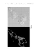 FUNCTIONALIZED CHROMOPHORIC POLYMER DOTS AND BIOCONJUGATES THEREOF diagram and image