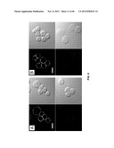 FUNCTIONALIZED CHROMOPHORIC POLYMER DOTS AND BIOCONJUGATES THEREOF diagram and image