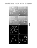 FUNCTIONALIZED CHROMOPHORIC POLYMER DOTS AND BIOCONJUGATES THEREOF diagram and image