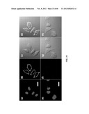 FUNCTIONALIZED CHROMOPHORIC POLYMER DOTS AND BIOCONJUGATES THEREOF diagram and image