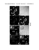 FUNCTIONALIZED CHROMOPHORIC POLYMER DOTS AND BIOCONJUGATES THEREOF diagram and image