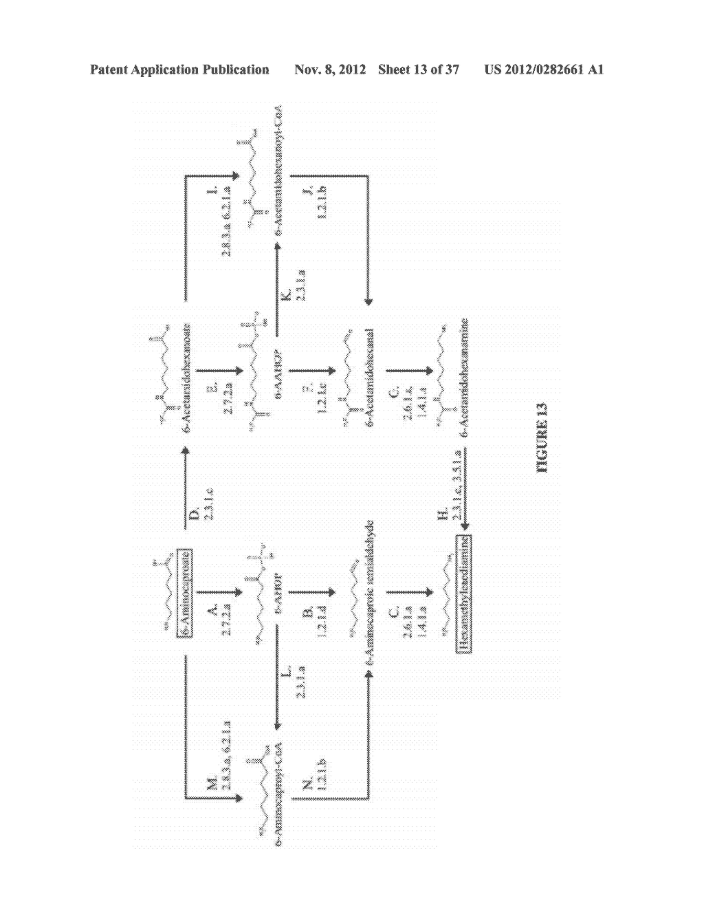 MICROORGANISMS AND METHODS FOR THE BIOSYNTHESIS OF ADIPATE,     HEXAMETHYLENEDIAMINE AND 6-AMINOCAPROIC ACID - diagram, schematic, and image 14