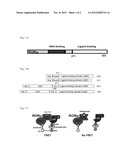 LIGAND BINDING DOMAINS OF NUCLEAR RECEPTORS IN CONTROLLABLE FORM AND     METHODS INVOLVING THE SAME diagram and image