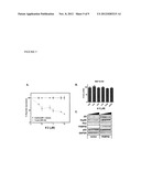 PHARMACEUTICAL COMPOSITIONS WHICH INHIBIT FKBP52-MEDIATED REGULATION OF     ANDROGEN RECEPTOR FUNCTION AND METHODS OF USING SAME diagram and image