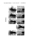 Herbicide-Tolerant Plants diagram and image