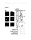 LEISHMANIA-BASED CARRIER FOR VACCINE DELIVERY diagram and image