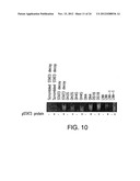 Stabilized Stat3 Decoy Oligonucleotides And Uses Therefor diagram and image