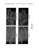 Stabilized Stat3 Decoy Oligonucleotides And Uses Therefor diagram and image