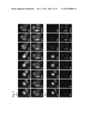 PROBE REAGENT FOR MEASUREMENT OF PROTEOLYTIC ACTIVITY diagram and image