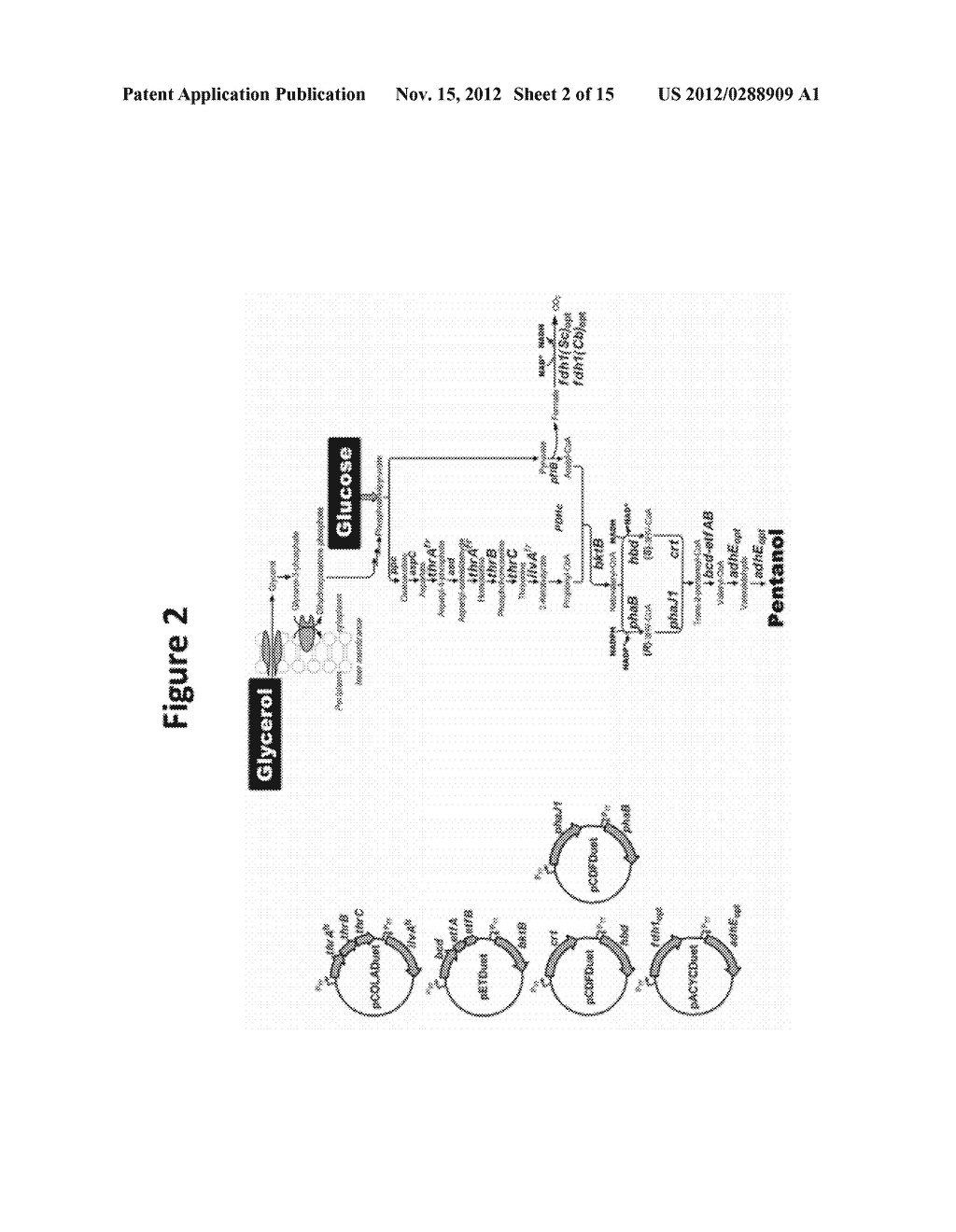 MICROBIAL PRODUCTION OF PENTANOL FROM GLUCOSE OR GLYCEROL - diagram, schematic, and image 03