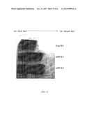 SALT TOLERANT ORGANISMS diagram and image