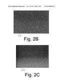 NANOPARTICULATE CELL CULTURE SURFACE diagram and image