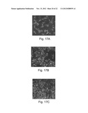 NANOPARTICULATE CELL CULTURE SURFACE diagram and image