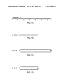 Compositions and Methods Utilizing Fibrin Beta Chain Fragments diagram and image