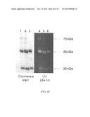 Tyrosine Bioconjugation through Aqueous Ene-Like Reactions diagram and image