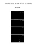 SYSTEMS AND METHODS FOR PARTICLE FOCUSING IN MICROCHANNELS diagram and image