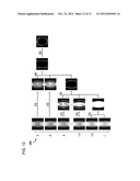 SYSTEMS, METHODS AND COMPUTER READABLE STORAGE MEDIUMS STORING     INSTRUCTIONS FOR APPLYING MULTISCALE BILATERAL FILTERING TO MAGNETIC     RESONANCE (RI) IMAGES diagram and image