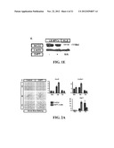 METHODS OF ISOLATING AND CULTURING MESENCHYMAL STEM CELLS diagram and image