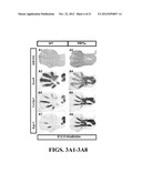 METHODS OF ISOLATING AND CULTURING MESENCHYMAL STEM CELLS diagram and image