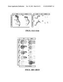 METHODS OF ISOLATING AND CULTURING MESENCHYMAL STEM CELLS diagram and image