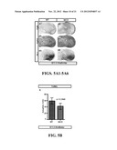 METHODS OF ISOLATING AND CULTURING MESENCHYMAL STEM CELLS diagram and image