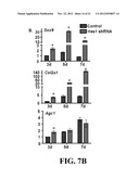 METHODS OF ISOLATING AND CULTURING MESENCHYMAL STEM CELLS diagram and image