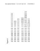 Anti-CD70 Antibody and Its Use for the Treatment and Prevention of Cancer     and Immune Disorders diagram and image