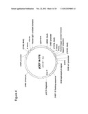 Anti-CD70 Antibody and Its Use for the Treatment and Prevention of Cancer     and Immune Disorders diagram and image