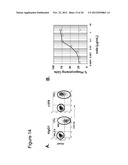 Anti-CD70 Antibody and Its Use for the Treatment and Prevention of Cancer     and Immune Disorders diagram and image