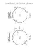 NOVEL IMMUNOGENIC COMPOSITIONS FOR THE PREVENTION AND TREATMENT OF     MENINGOCOCCAL DISEASE diagram and image