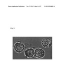 TOLL-LIKE RECEPTOR-7 AND -8 MODULATORY 1H IMIDAZOQUINOLINE DERIVED     COMPOUNDS diagram and image