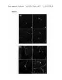 PEPTIDE AMPHIPHILES AND METHODS TO ELECTROSTATICALLY CONTROL BIOACTIVITY     OF THE IKVAV PEPTIDE EPITOPE diagram and image