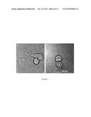 POLYSIALIC ACID-BASED N-TRIMETHYL CHITOSAN GEL NANOPARTICLES FOR SYSTEMIC     DRUG DELIVERY diagram and image