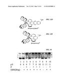 Compounds With Modifying Activity Enhanced Under Hypoxic Conditions diagram and image