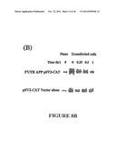 Agents Useful for Reducing Amyloid Precursor Protein and Treating Dementia     and Methods of Use Thereof diagram and image