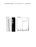 Ester Derivatives of Bimatoprost Compositions and Methods diagram and image