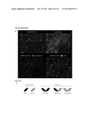 TARGETING AND IN VIVO IMAGING OF TUMOR-ASSOCIATED MACROPHAGES diagram and image