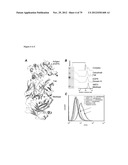 MEDITOPES AND MEDITOPE-BINDING ANTIBODIES AND USES THEREOF diagram and image