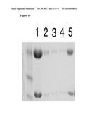 MEDITOPES AND MEDITOPE-BINDING ANTIBODIES AND USES THEREOF diagram and image