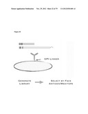 MEDITOPES AND MEDITOPE-BINDING ANTIBODIES AND USES THEREOF diagram and image