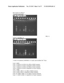 METHODS AND MATERIALS FOR INCREASING POTENCY OF CELLS diagram and image