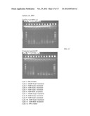 METHODS AND MATERIALS FOR INCREASING POTENCY OF CELLS diagram and image