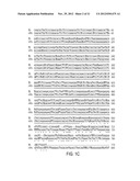 NOVEL HEPARANASE SPLICE VARIANT diagram and image