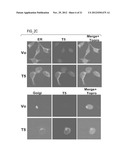 NOVEL HEPARANASE SPLICE VARIANT diagram and image