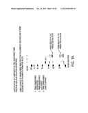 NOVEL IMMUNOGENIC COMPOSITIONS FOR THE PREVENTION AND TREATMENT OF     MENINGOCOCCAL DISEASE diagram and image