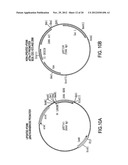 NOVEL IMMUNOGENIC COMPOSITIONS FOR THE PREVENTION AND TREATMENT OF     MENINGOCOCCAL DISEASE diagram and image