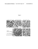 Oncolytic Virus as an Inducer for Innate Antitumor Immunity diagram and image