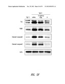 COMPOUNDS AND COMPOSITIONS FOR TREATING NEURONAL DEATH OR NEUROLOGICAL     DYSFUNCTION diagram and image